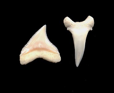 whitetip shark teeth