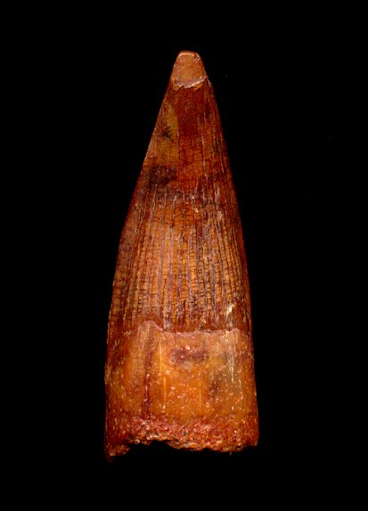 spinosaurus aegyptiacus tooth