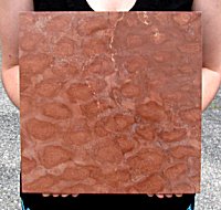 HUGE Precambrian Stromatolite Slab from China