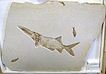 Beautiful Fossil Paddlefish on Large Display Plate