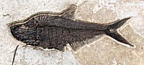 Huge, Impressive Diplomystus dentatus Fish Plate