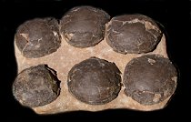 Incredible Nest of SIX Top Quality Dinosaur Eggs