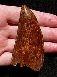 HUGE Carcharodontosaurus Tooth- Chance Collection