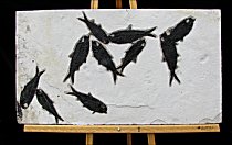 HUGE Display Plate with TEN Large Fish Preserved!