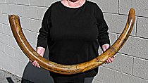 FREAKIN' HUGE Wooly Mammoth Tusk from Siberia 