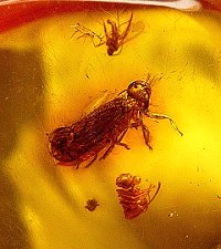 Very Rare Amber Microcosm- Winged Aphid, Others