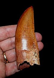Killer Carcharodontosaurus Tooth - Over 4 Inches Long!