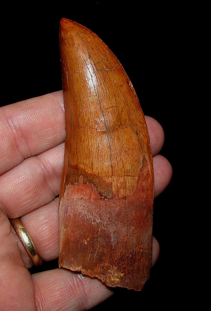 carcharodontosaurus saharicus tooth