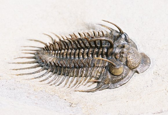 Trilobites.com presented by EXTINCTIONS Inc.